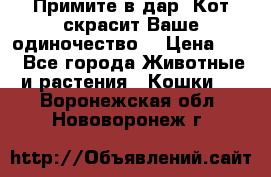 Примите в дар. Кот скрасит Ваше одиночество. › Цена ­ 0 - Все города Животные и растения » Кошки   . Воронежская обл.,Нововоронеж г.